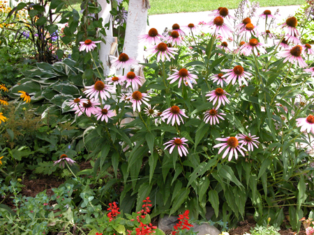 Echinacea Purple